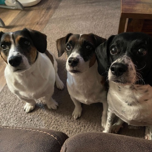 Milo, Morgan, Milkshake