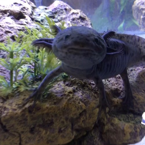 Wolfgang the Axolotl