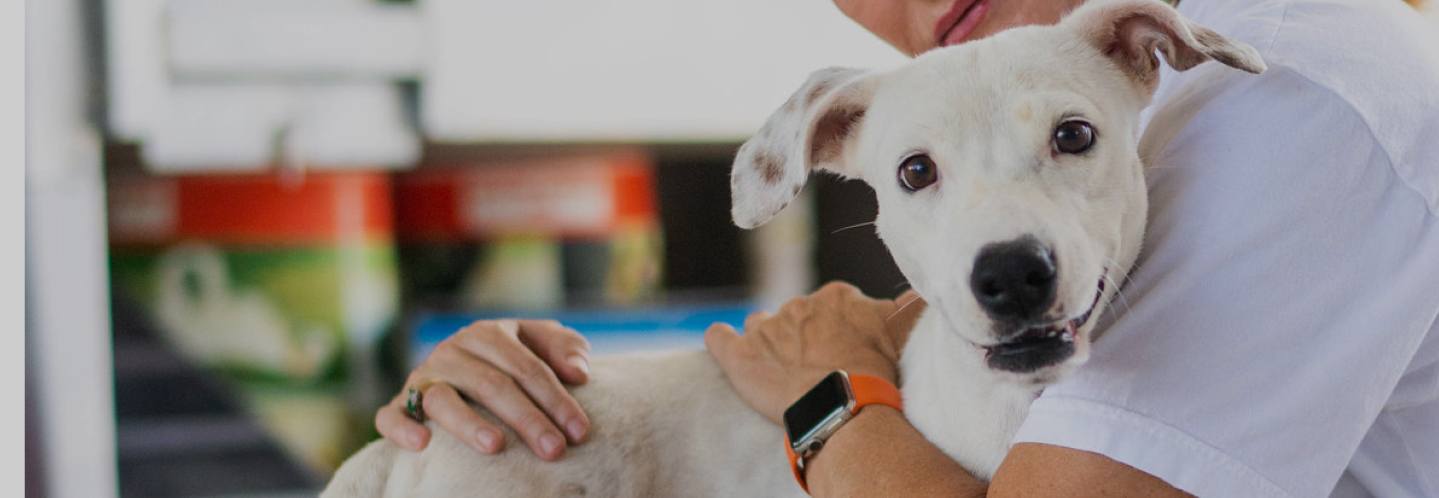 A volunteer holding an adorable smiling white dog.